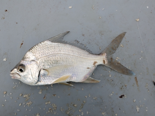 Broad shad (Diapterus auratus) — Gerreidae — 5
