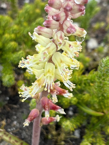 Image of Lachenalia lutzeyeri by (c) Charleen Brunke, some rights reserved (CC BY)