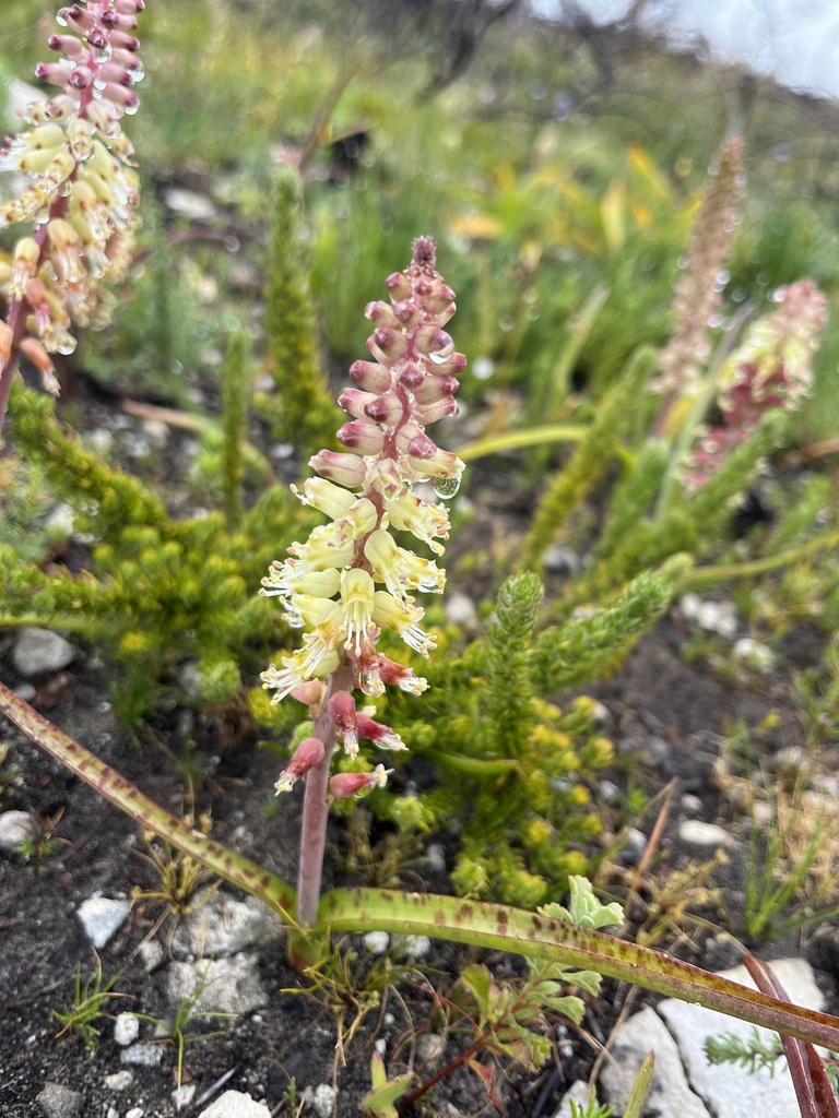 Lachenalia lutzeyeri, R43, Greater Hermanus, WC, ZA