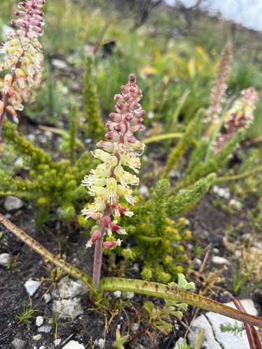 Lachenalia lutzeyeri