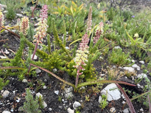 Lachenalia lutzeyeri