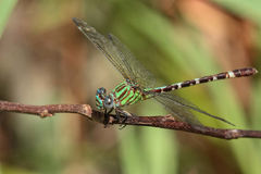 Erpetogomphus eutainia