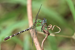 Erpetogomphus eutainia