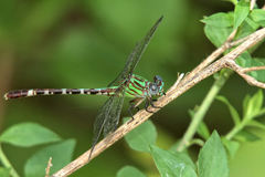 Erpetogomphus eutainia