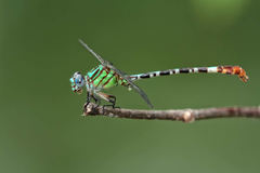 Erpetogomphus eutainia