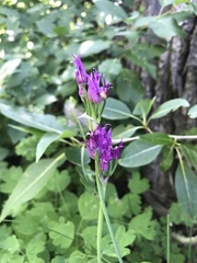 Allium brevistylum