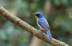 Cyornis sumatrensis