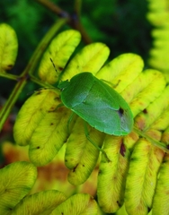Chinavia pensylvanica
