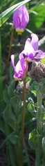 Primula tetrandra