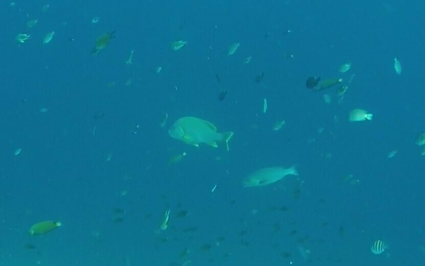 Blubberlip snapper