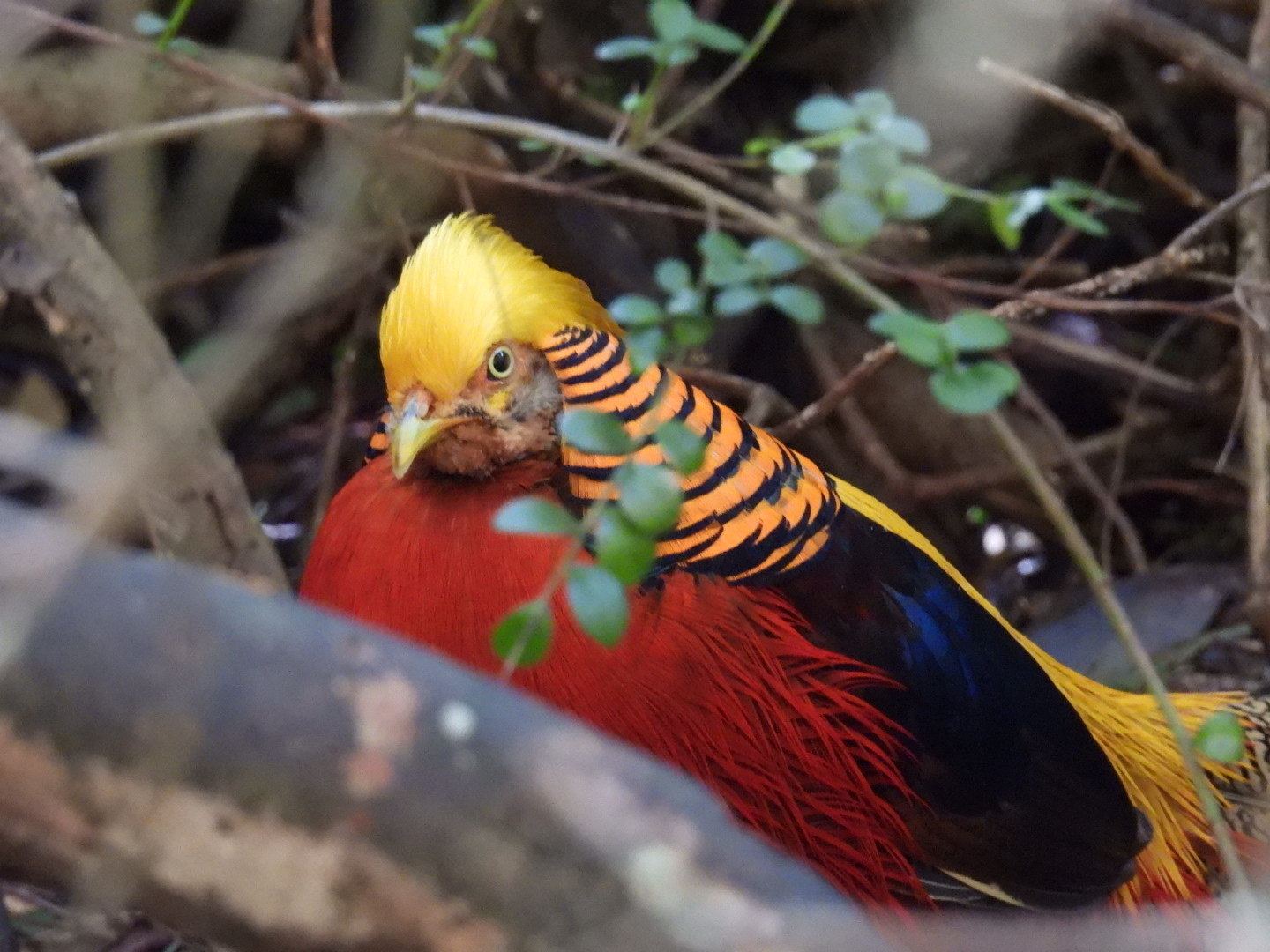 Golden Pheasant