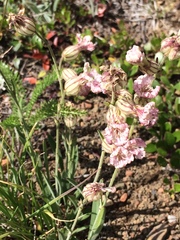 Silene drummondii