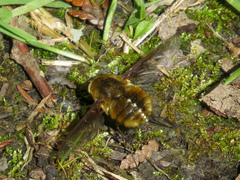 Bombylius mexicanus