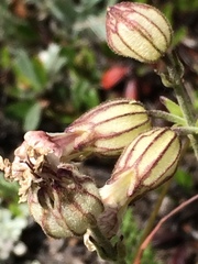 Silene drummondii