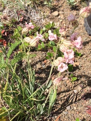 Silene drummondii