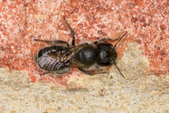 Osmia caerulescens