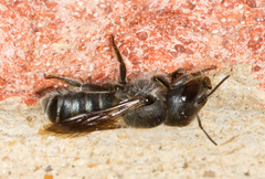 Osmia caerulescens