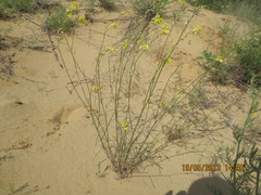 Erysimum siliculosum