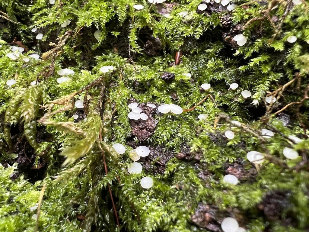 Allophylaria macrospora
