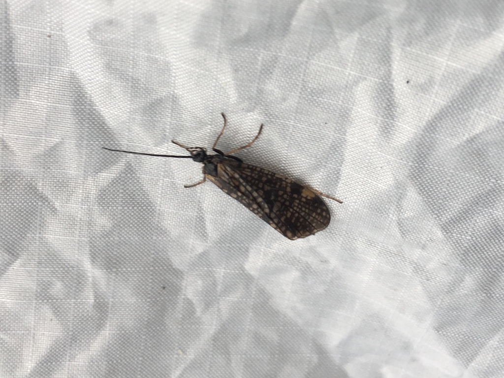 Oligotricha lapponica
