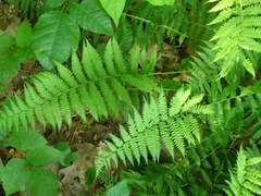 Coryphopteris simulata