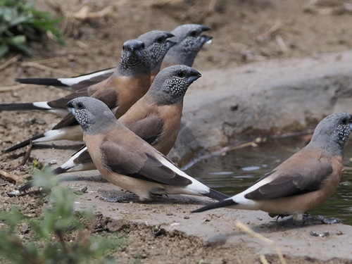 Grey-headed Silverbill (Spermestes griseicapilla), photo 2