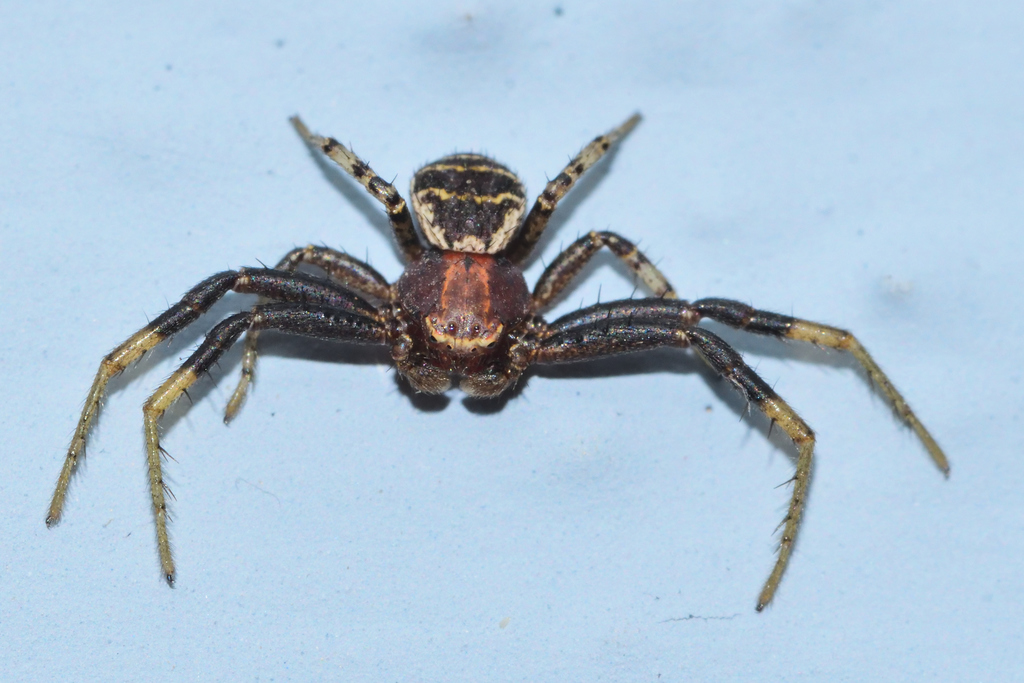 Xysticus facetus