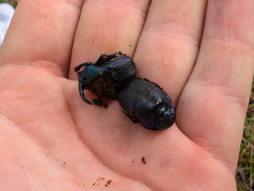 Rainbow scarab