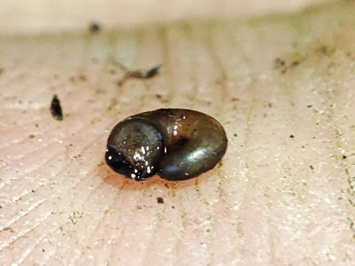 Valvata macrostoma observed 2024-10-17
