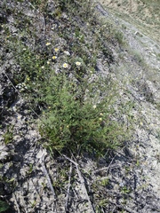 Tanacetum leptophyllum