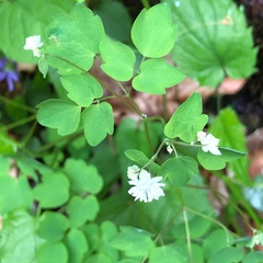 Thalictrum clavatum