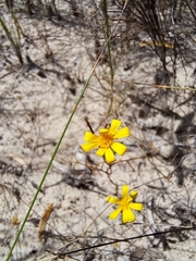 Steirodiscus tagetes, photograph (c) Muhammad Uzair Davids, some rights reserved (CC BY)