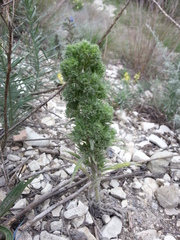 Pontechium maculatum