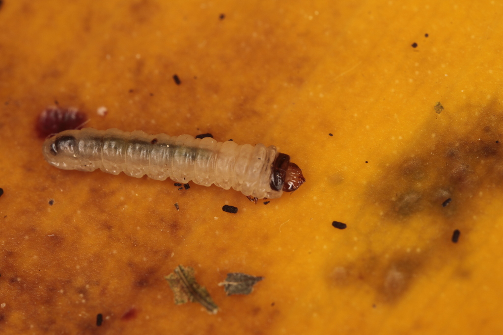 Small Raspberry Mining Sawfly