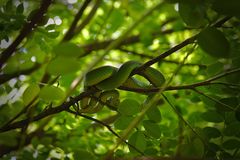 Trimeresurus insularis