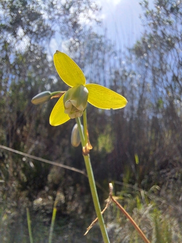 Image of Albuca cooperi by (c) sisyphus_happy, some rights reserved (CC BY)