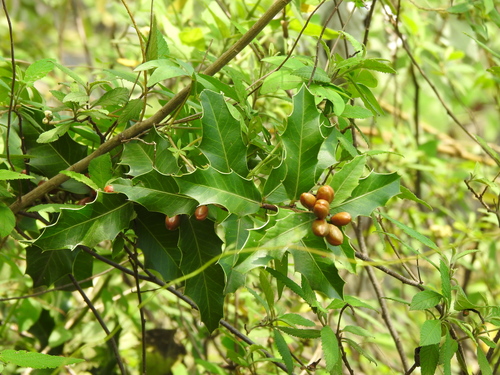 Image of Maytenus ilicifolia by (c) Cecilia Fer Díaz, some rights reserved (CC BY)