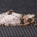 Tufted Thyatirine Moth - Photo (c) Laura Gaudette, some rights reserved (CC BY), uploaded by Laura Gaudette