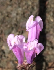 Penstemon lyallii