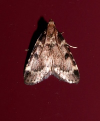 Aglossa costiferalis