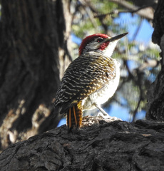 Campethera bennettii bennettii