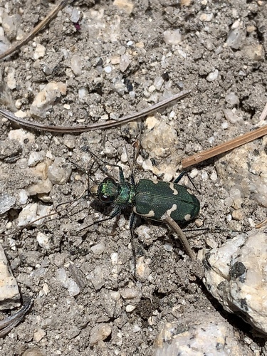 Boreal Long-lipped Tiger Beetle