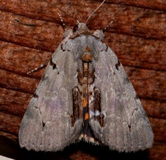 Catocala grynea