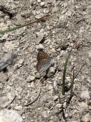 Lycaena cupreus