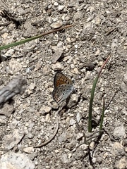 Lycaena cupreus