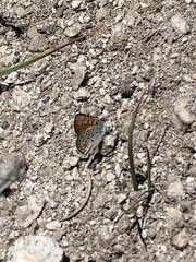 Lycaena cupreus