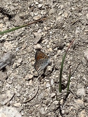 Lycaena cupreus