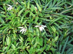 Lobelia chinensis