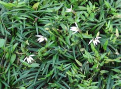 Lobelia chinensis