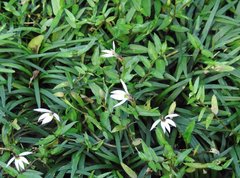 Lobelia chinensis